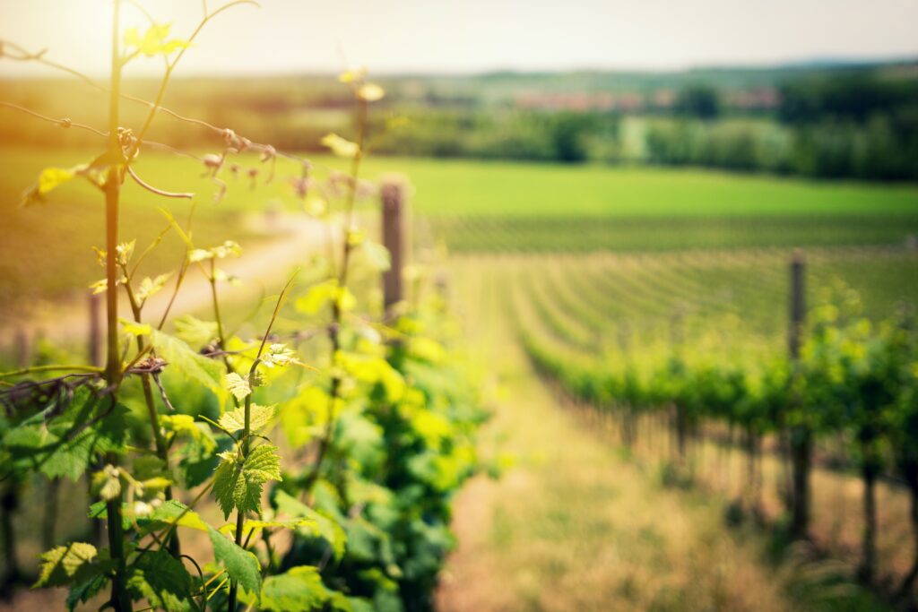 cahors wine tours